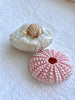 Shell Ring